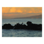Pelican Silhouette Photograph