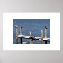 Pelican Stare Poster