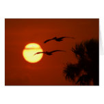 Pelicans at Sunset Card