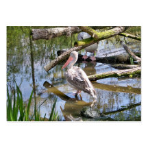 PELICANS BUSINESS CARD TEMPLATE