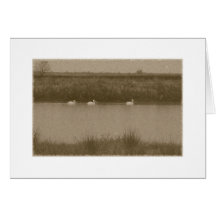 Pelicans Greeting Cards