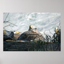 Pelicans @ La Jolla Cove Posters