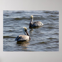 Pelicans Ocean Poster