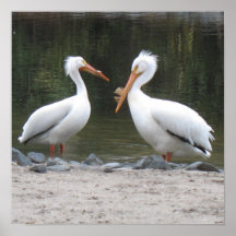Pelicans Poster Print