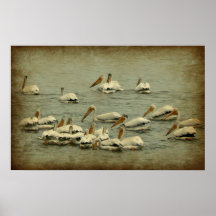 Pelicans Print