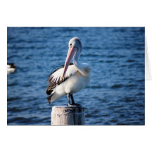 Pelicans seabirds ocean sea big birds feathers cards
