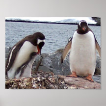 Penguin Family Portrait Posters