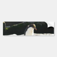 Penguin On Rock Bumper Stickers