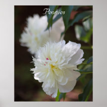 Peonies Print