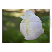 Peony Note Card