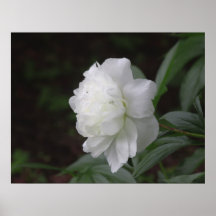 Peony Poster