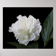 Peony Poster
