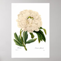 Peony Poster