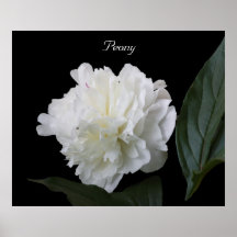Peony Poster