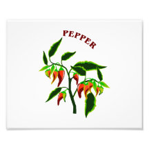 Pepper plant graphic with word pepper photographic print