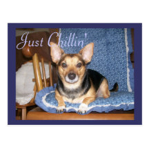 Pepper the Dog Just Chillin Postcard
