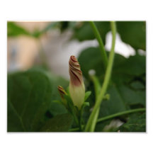 Peppermint Twist 10x8 Photographic Print