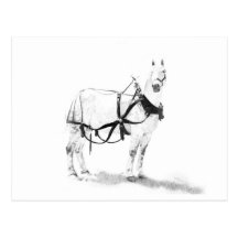 Percheron Draught   Horse Equine Art Postcard