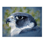 Peregrine Falcon Postcard