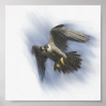Peregrine in Flight Print