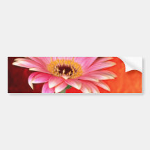 Perfect pink and yellow gerbera daisy blossom  flo bumper stickers