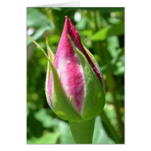 Perfect Rose Bud Card