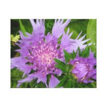 Periwinkle-colored Stoke's Aster Gallery Wrapped Canvas