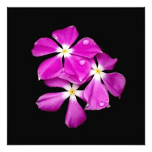 'Periwinkle Flowers After Rainfall' Photo Art