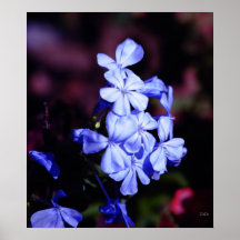 Periwinkles Print
