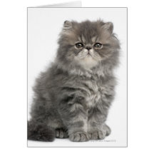 Persian Kitten (2 months old) sitting Cards