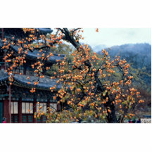 Persimmons tree, fall acrylic cut outs