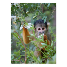 Petal Monkey Postcard