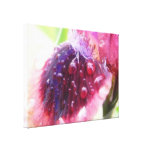 Petals - Cat's Eye Iris Gallery Wrapped Canvas