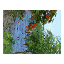 Petite Anse - Martinique, FWI Postcard