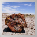 Petrified wood posters