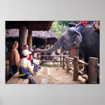 Petting the Elephant - Thailand Print