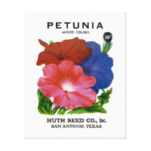 Petunia Vintage Seed Packet Stretched Canvas Prints
