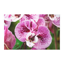 Phalaenopsis flower gallery wrap canvas