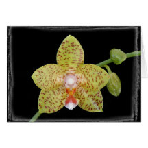 Phalaenopsis orchid - Card