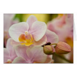 Phalaenopsis Orchid Card