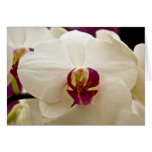 Phalaenopsis Orchid Card