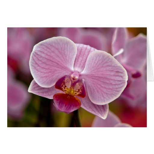 Phalaenopsis Orchid Greeting Card