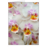 Phalaenopsis Orchid Greeting Cards