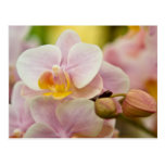 Phalaenopsis Orchid Postcard
