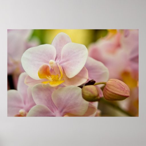 Phalaenopsis Orchid Print