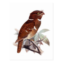Philippine Frogmouth Post Card