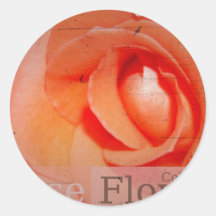 photo  of  beauty  rose stickers