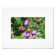 Photo print of wild thistle and butterflies