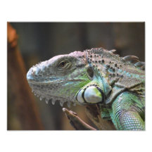 Photo print with head of a colourful Iguana lizard