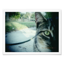 Photo Un-Named Tabby "Hipster"